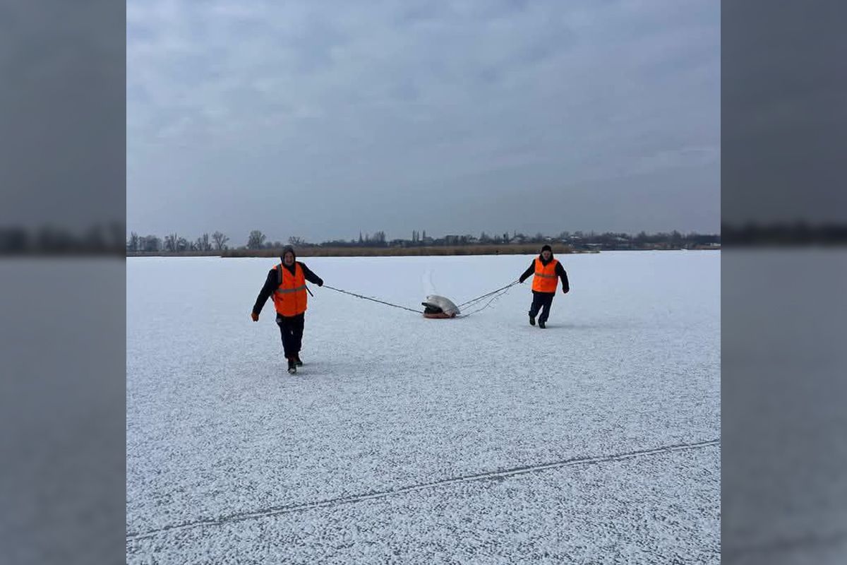 Коммунальщики посетили стаю лебедей