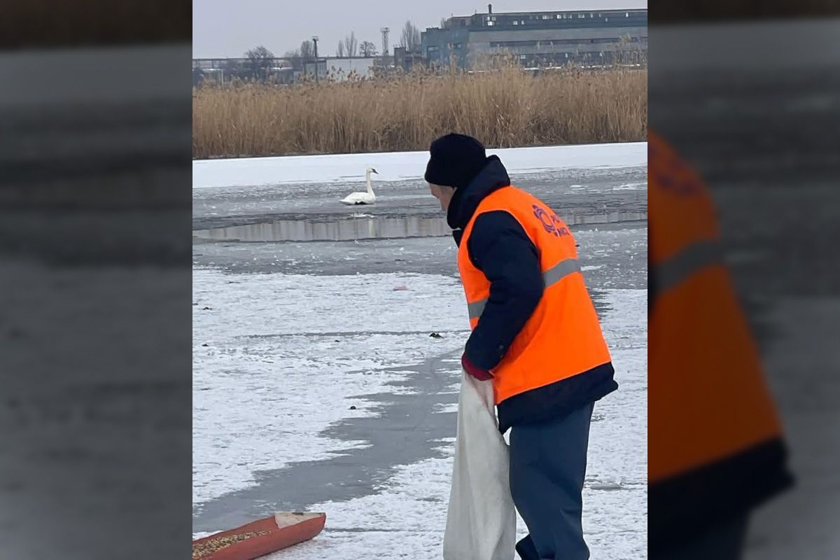 Птиц накормили