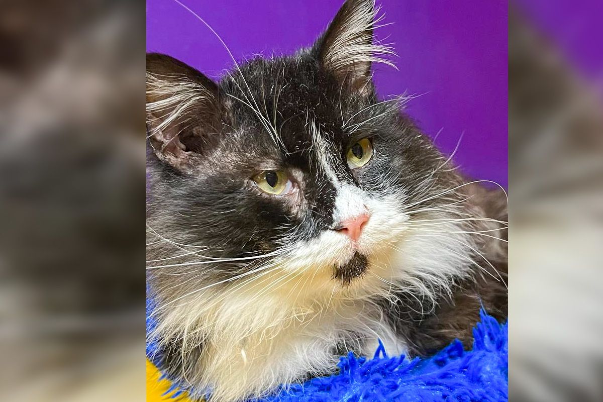 Кіт Маркус Кіт Маркус