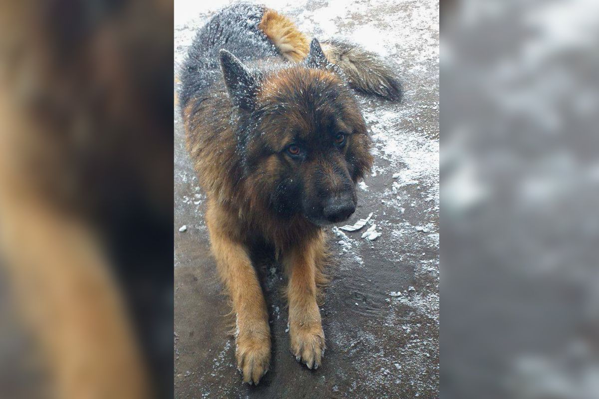 Вівчарка Вівчарка