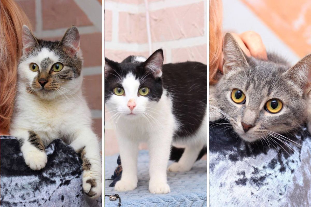 Дім для чотирилапих: у Дніпрі шукають господарів для собак і котиків 3