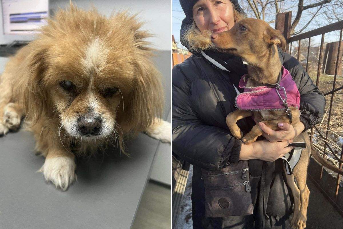 Можливо, ці песики чекають саме на вас