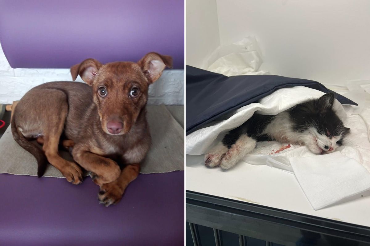 Хвостикам потрібні люблячі хазяї