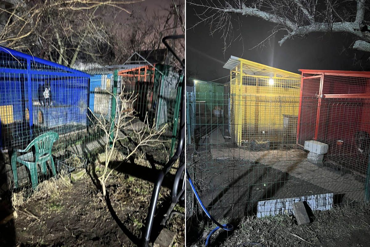 Песики мешкають у вольєрах