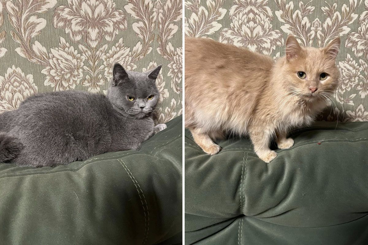 Придивіться до котиків на фото