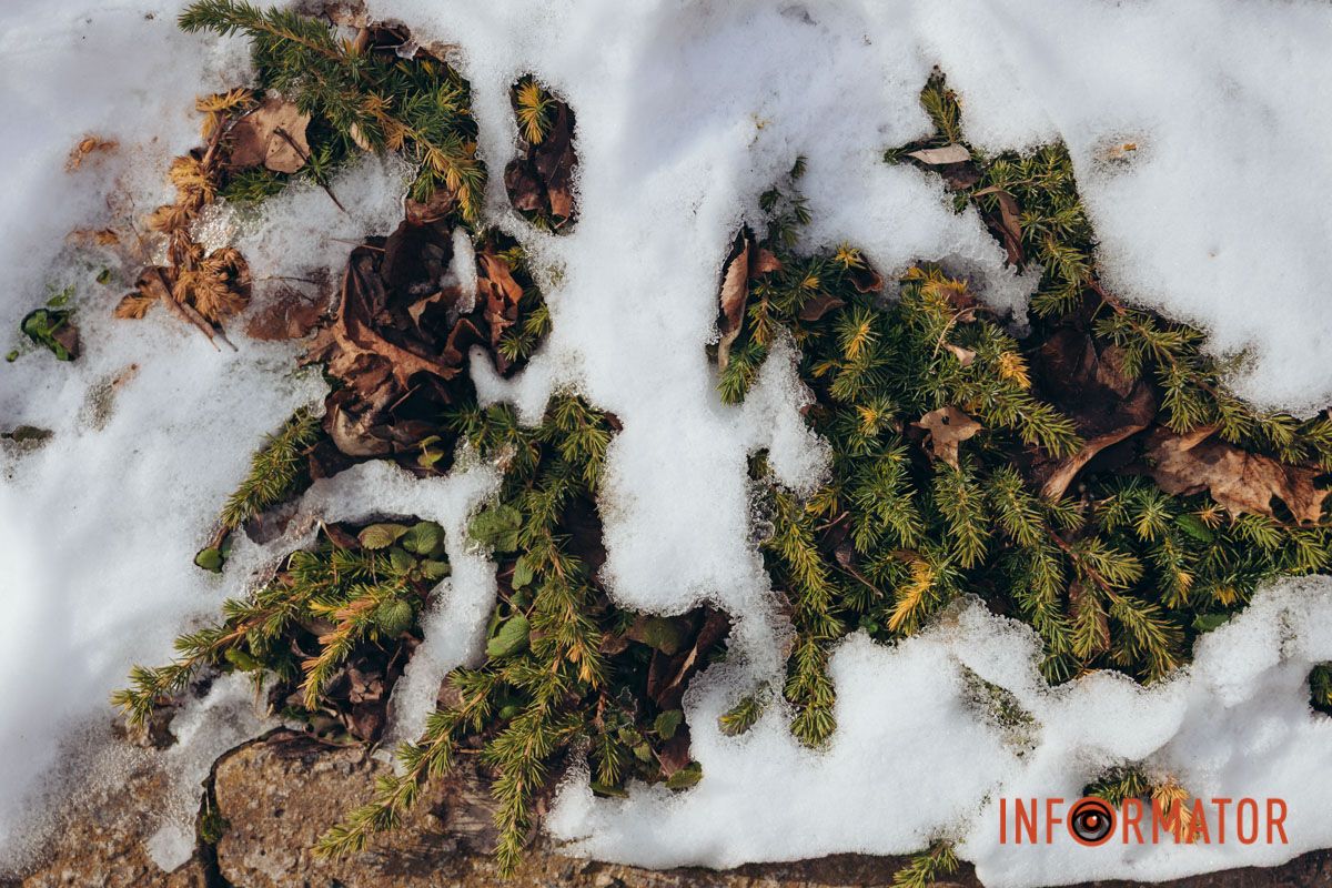 Иглы среди деревьев