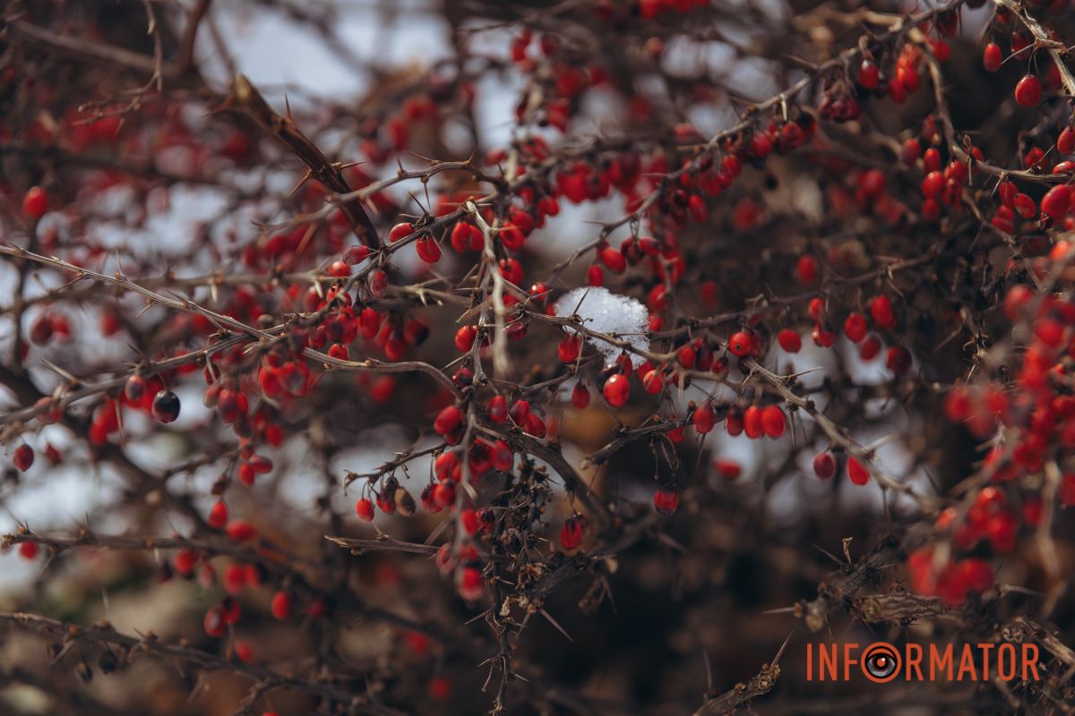 Красные ягоды