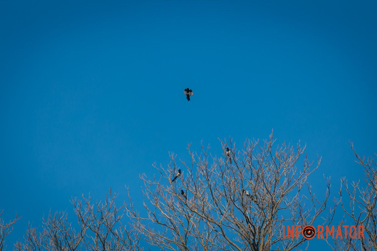 Птицы на дереве