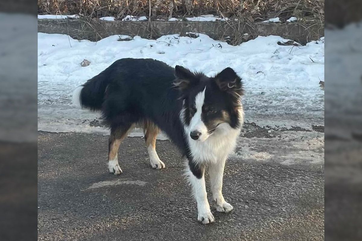 Собака Собака