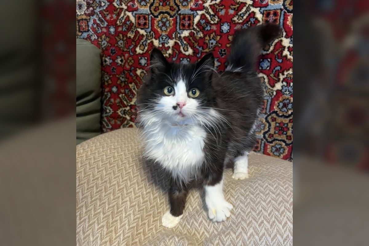 Маленький один Маленький один