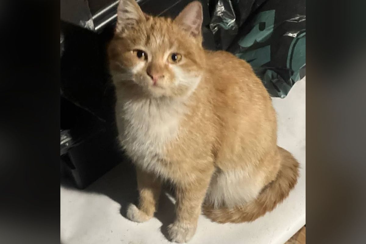 Девочка Девочка