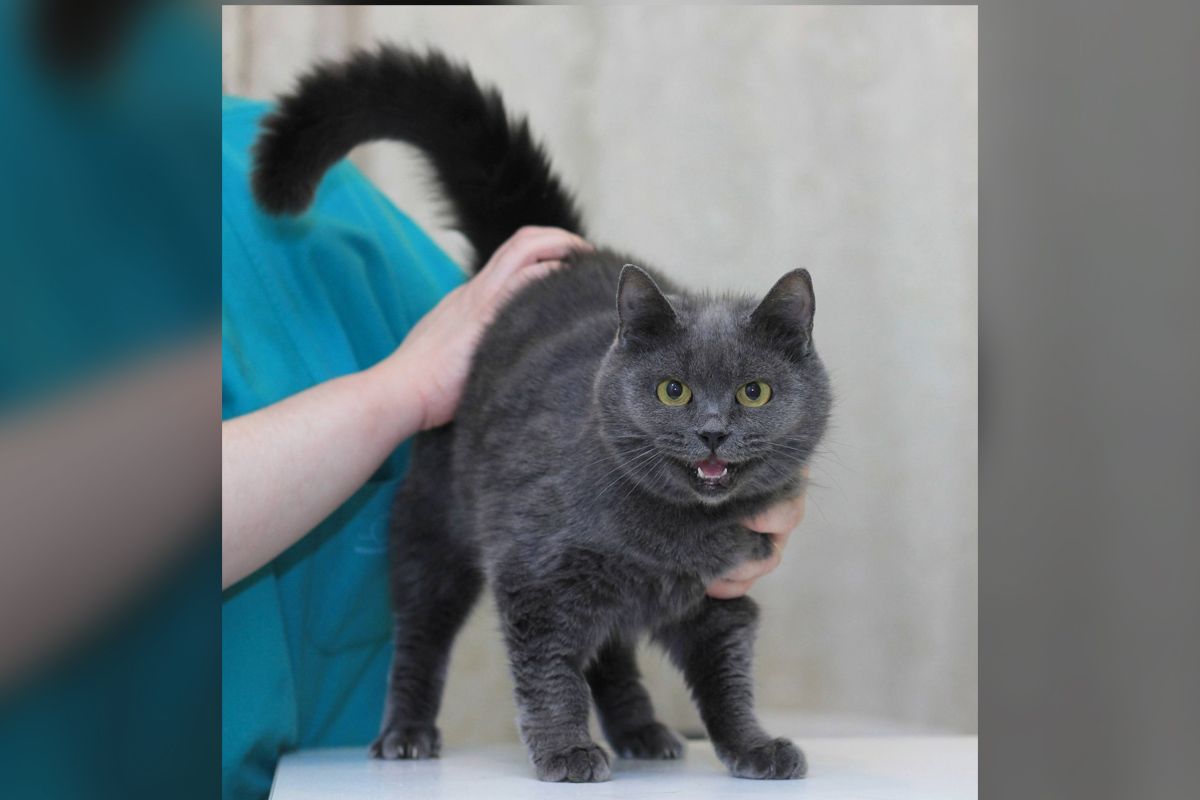 Ириска Ириска