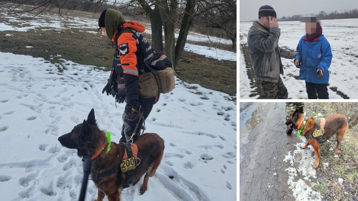 Лежала в полі: “Собака-Герой України” Беша допомогла врятувати 69-річну жінку, яка зникла у Дніпропетровській області