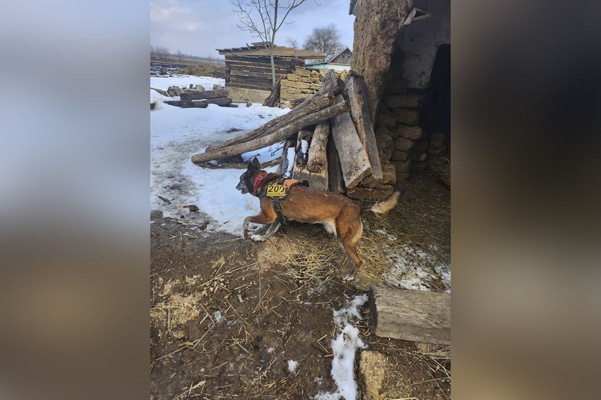 Беша поймала запах и стремительно побежала по полю. Беша поймала запах и стремительно побежала по полю.