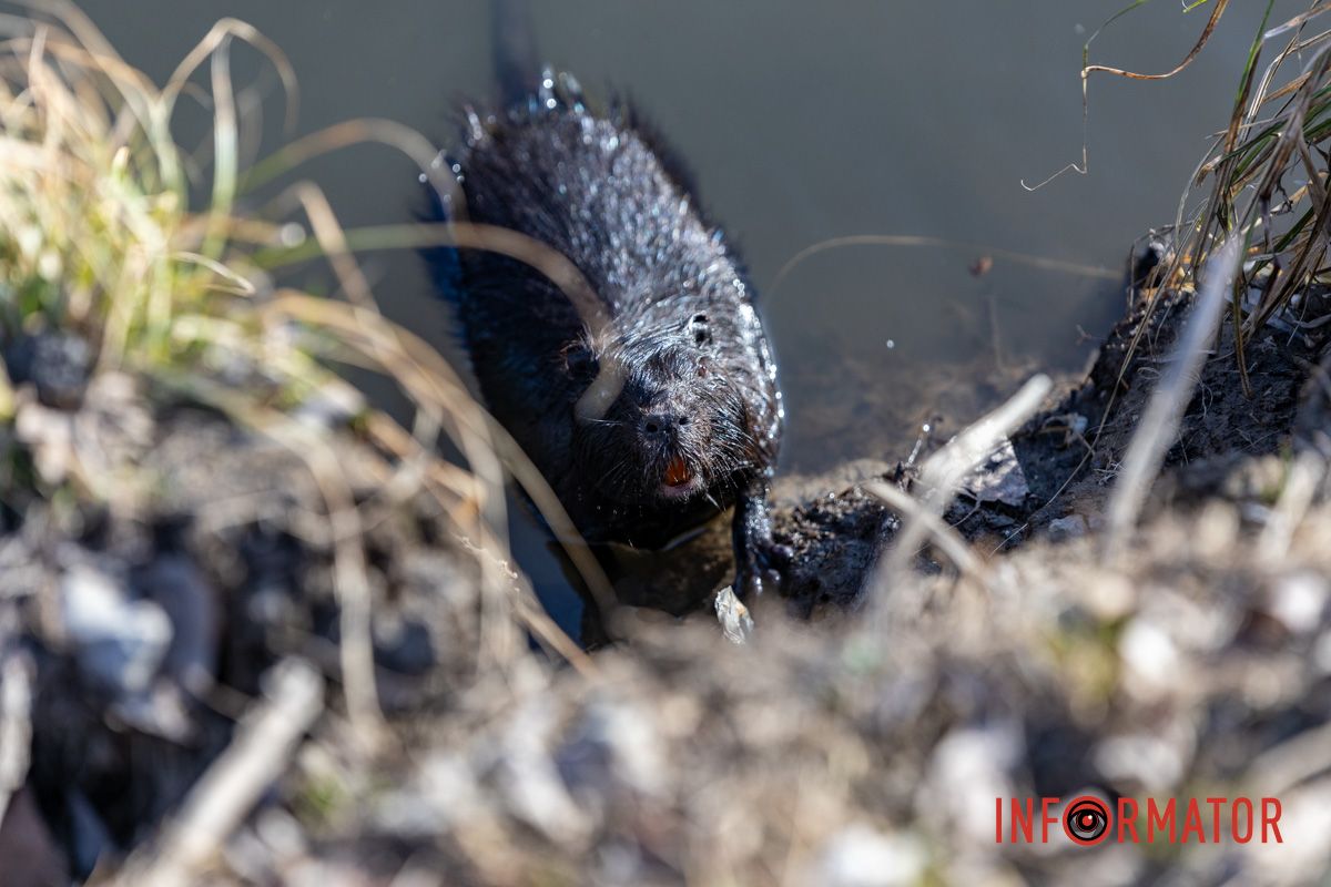 Милість дня: чорна нутрія плаває у річці Дніпро 6