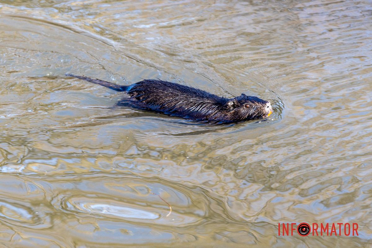 Милість дня: чорна нутрія плаває у річці Дніпро 5