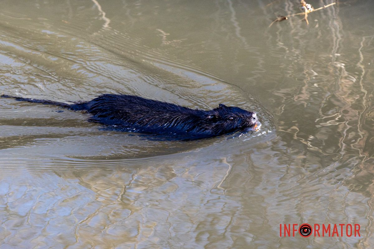 Милість дня: чорна нутрія плаває у річці Дніпро 4