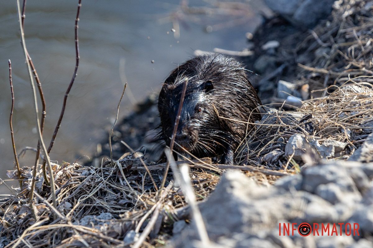 Милість дня: чорна нутрія плаває у річці Дніпро 3