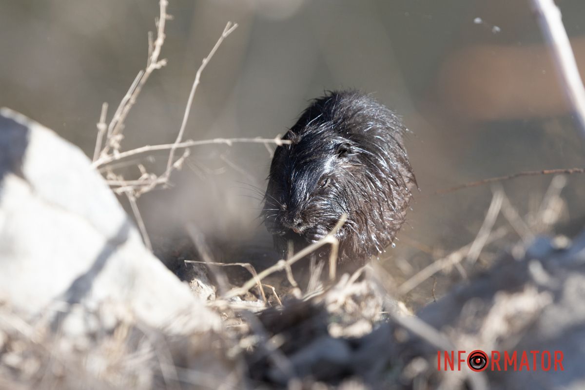 Милість дня: чорна нутрія плаває у річці Дніпро 2