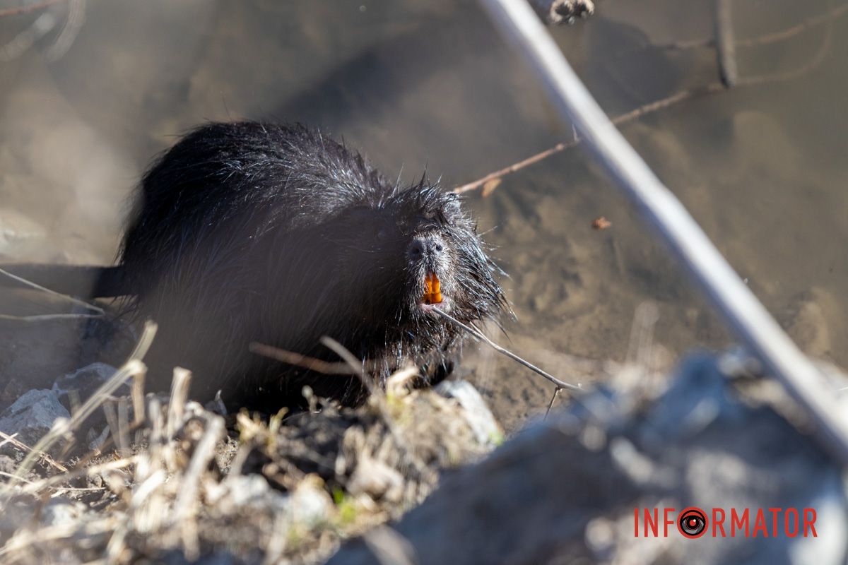 Милість дня: чорна нутрія плаває у річці Дніпро 1