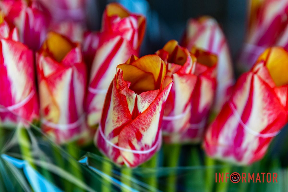 Магазины и рынки заполнены весенними цветами Цветочный бум: сколько стоят цветы в Днепре перед 8 марта 19