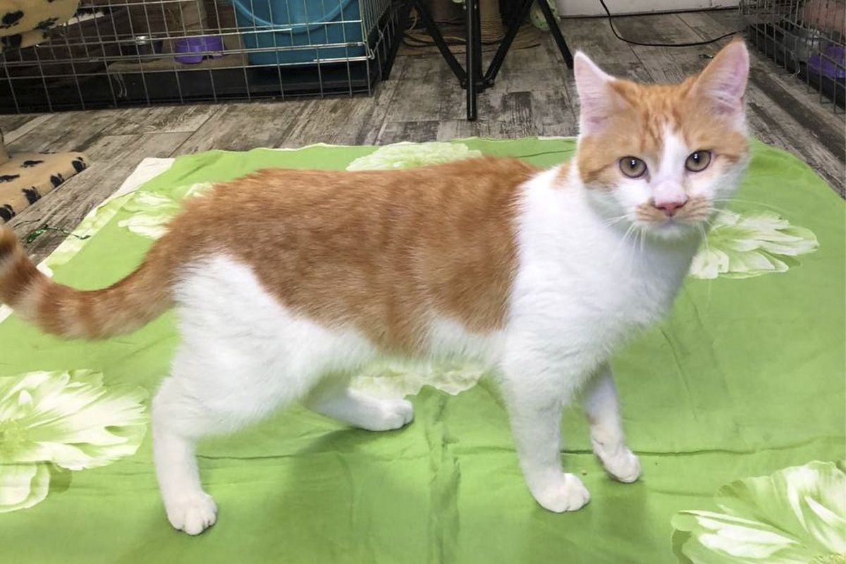 Добрий Борюсік шукає дім Добрий Борюсік шукає дім