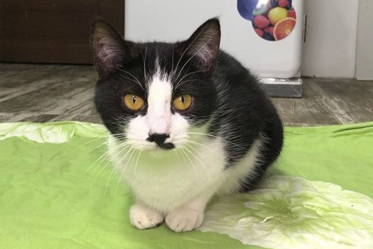 Цей котик прагне людської турботи Цей котик прагне людської турботи