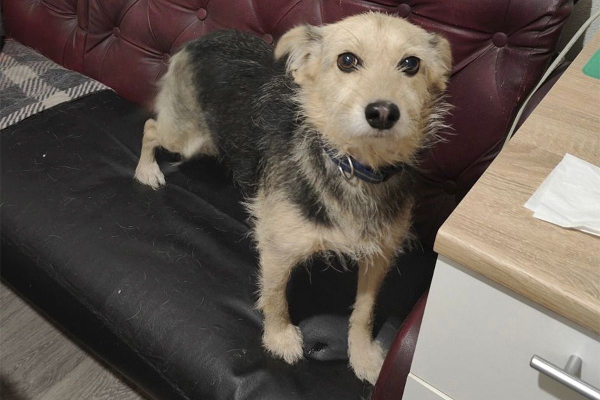 Адель може стати вірною подругою Адель може стати вірною подругою