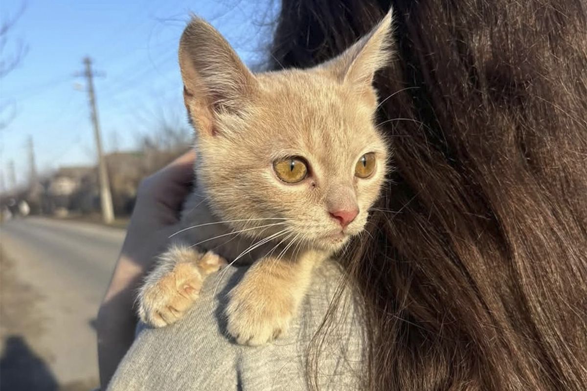 Котику потрібен дім Котику потрібен дім