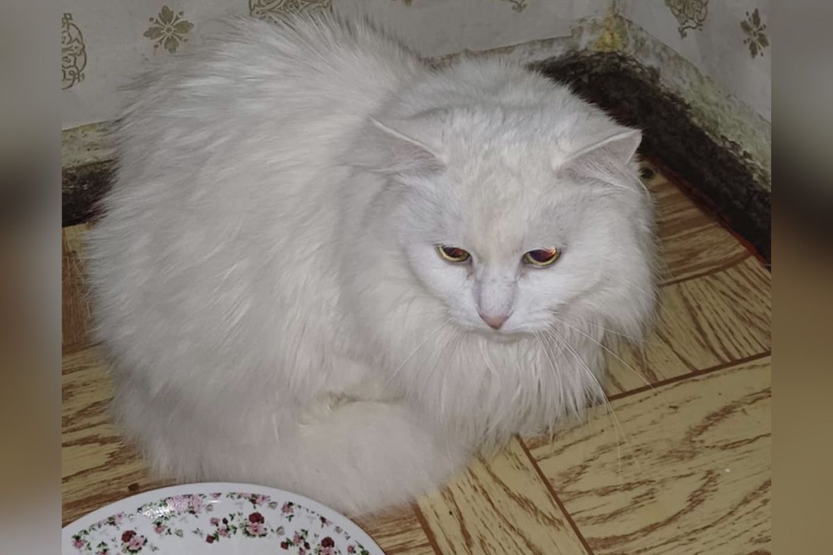 Не дайте їй опинитися на вулиці Не дайте їй опинитися на вулиці