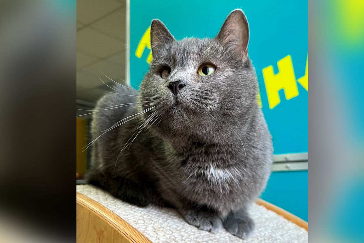 Савелия Савелия