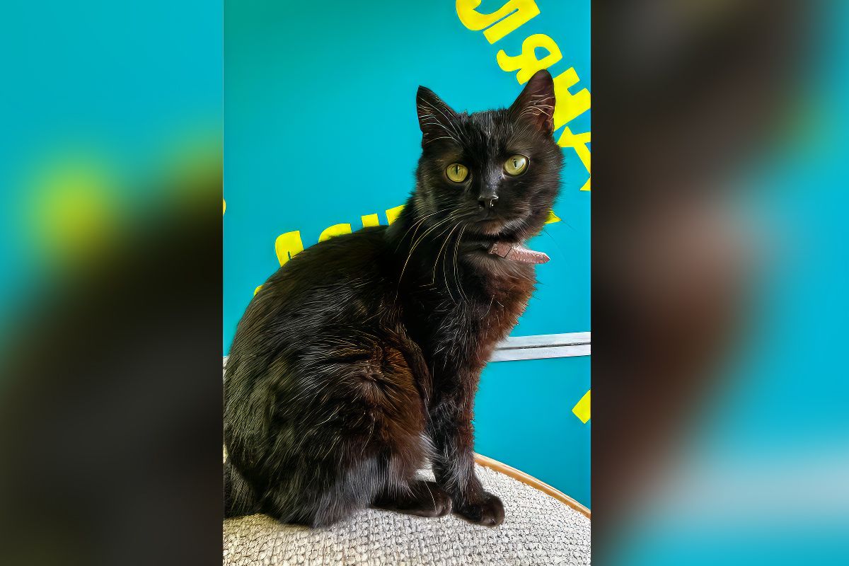 Кошка Кошка