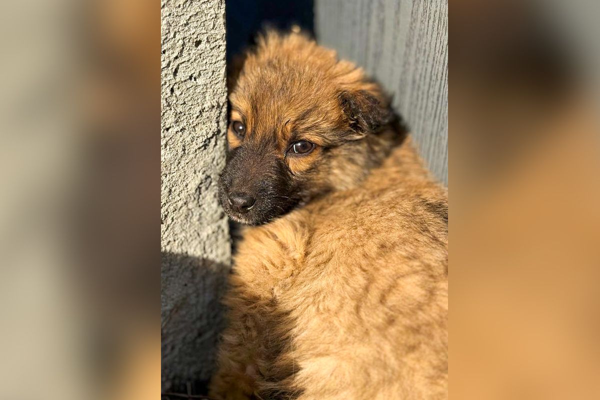 Он может стать вашим настоящим другом Он может стать вашим настоящим другом