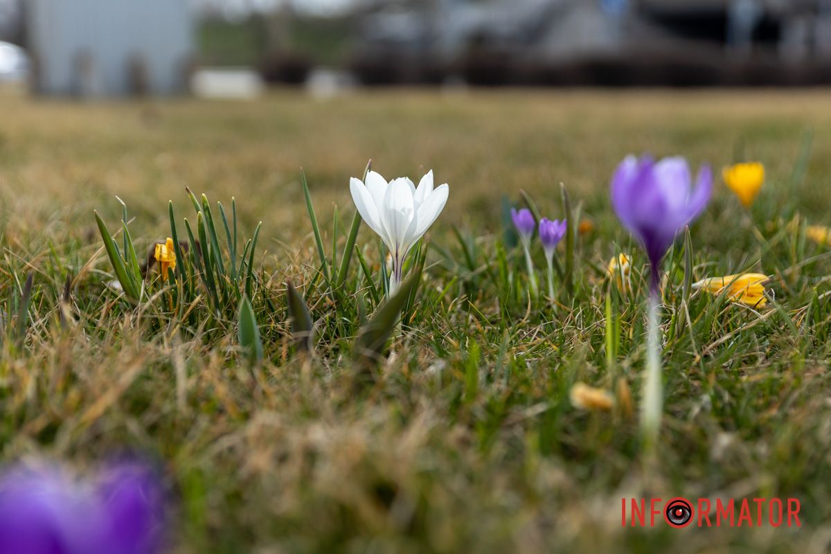 Цветной ковер среди города: в Днепре массово расцвели крокусы 6
