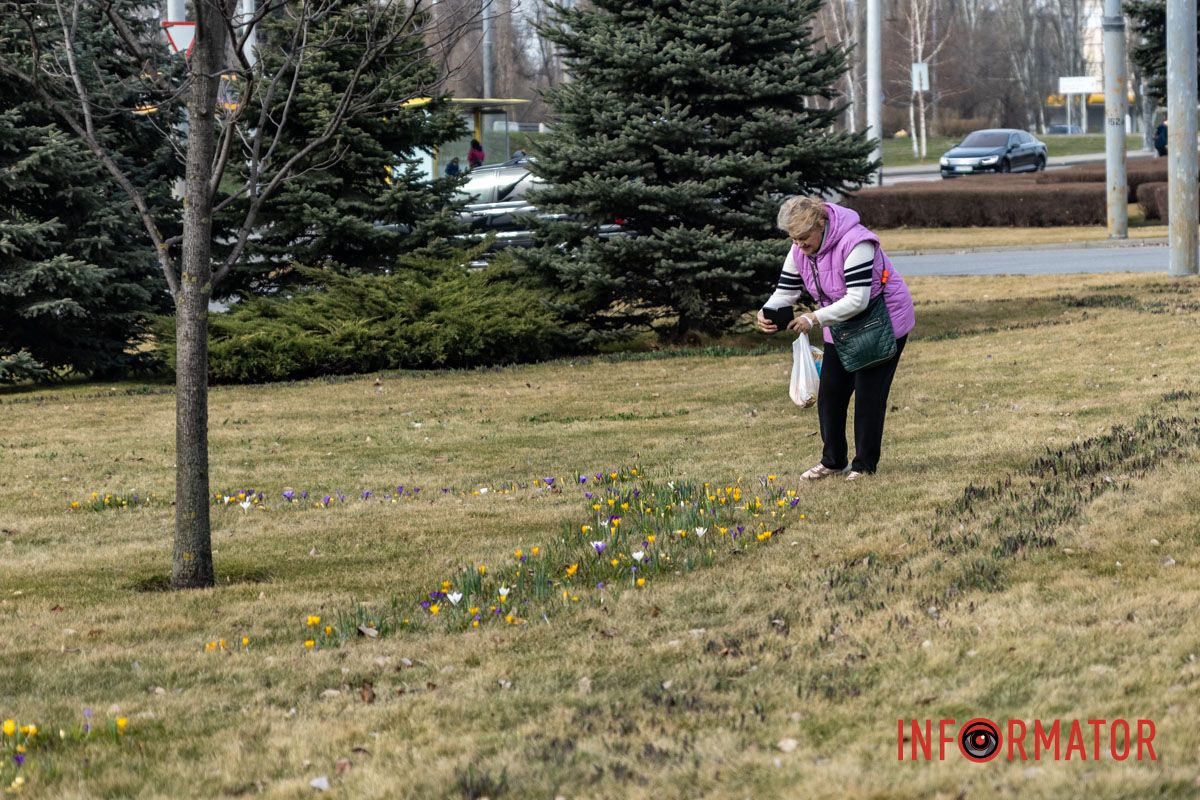 Цветной ковер среди города: в Днепре массово расцвели крокусы 7