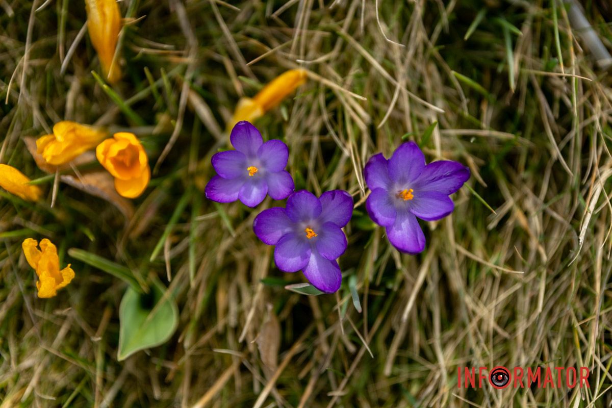 Цветной ковер среди города: в Днепре массово расцвели крокусы.