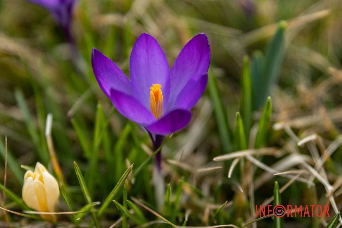 Цветной ковер среди города: в Днепре массово расцвели крокусы.