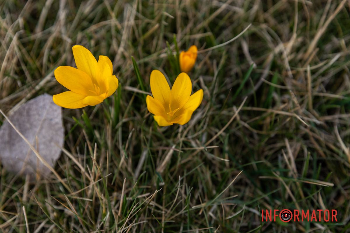 Цветной ковер среди города: в Днепре массово расцвели крокусы 3