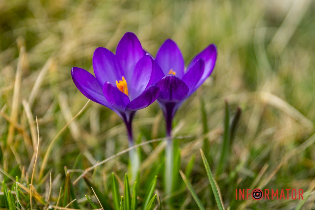 Цветной ковер среди города: в Днепре массово расцвели крокусы.