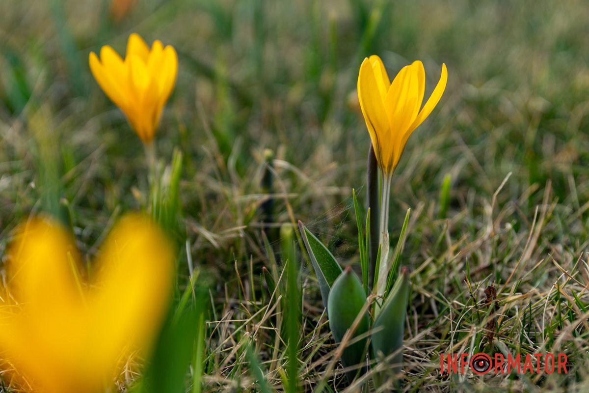 Цветной ковер среди города: в Днепре массово расцвели крокусы 8