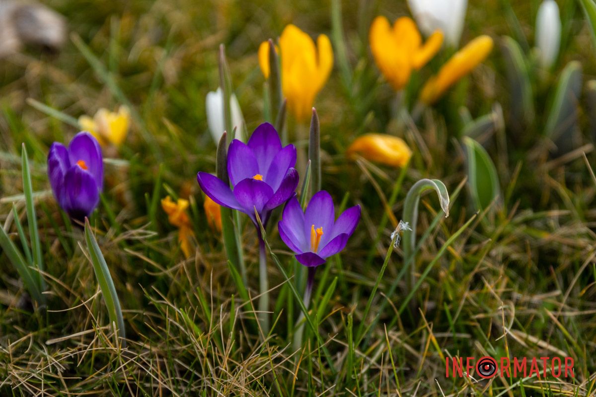 Цветной ковер среди города: в Днепре массово расцвели крокусы 9