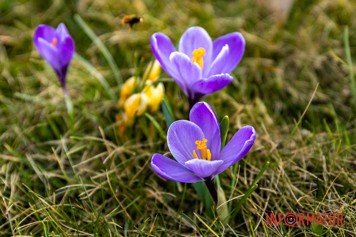 Цветной ковер среди города: в Днепре массово расцвели крокусы 10
