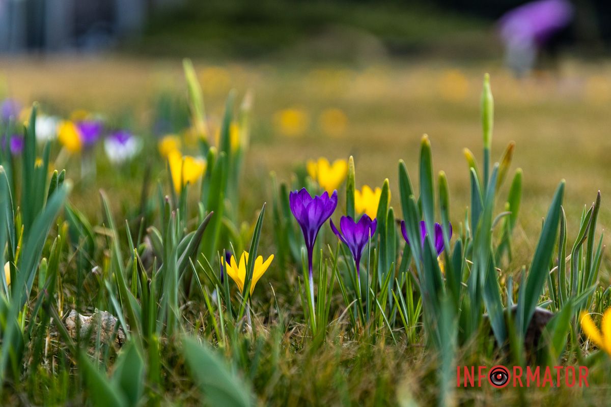 Цветной ковер среди города: в Днепре массово расцвели крокусы 12