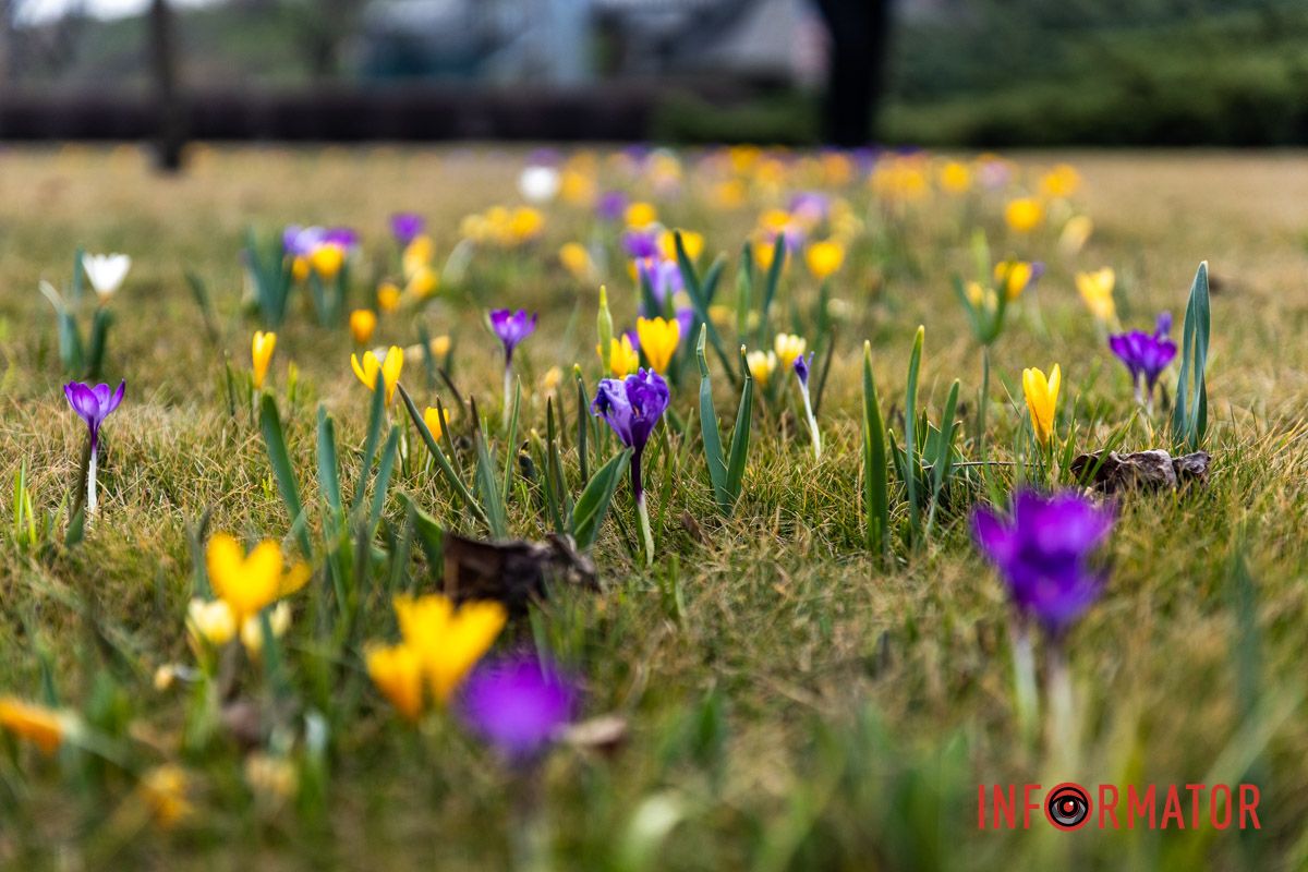 Цветной ковер среди города: в Днепре массово расцвели крокусы 13