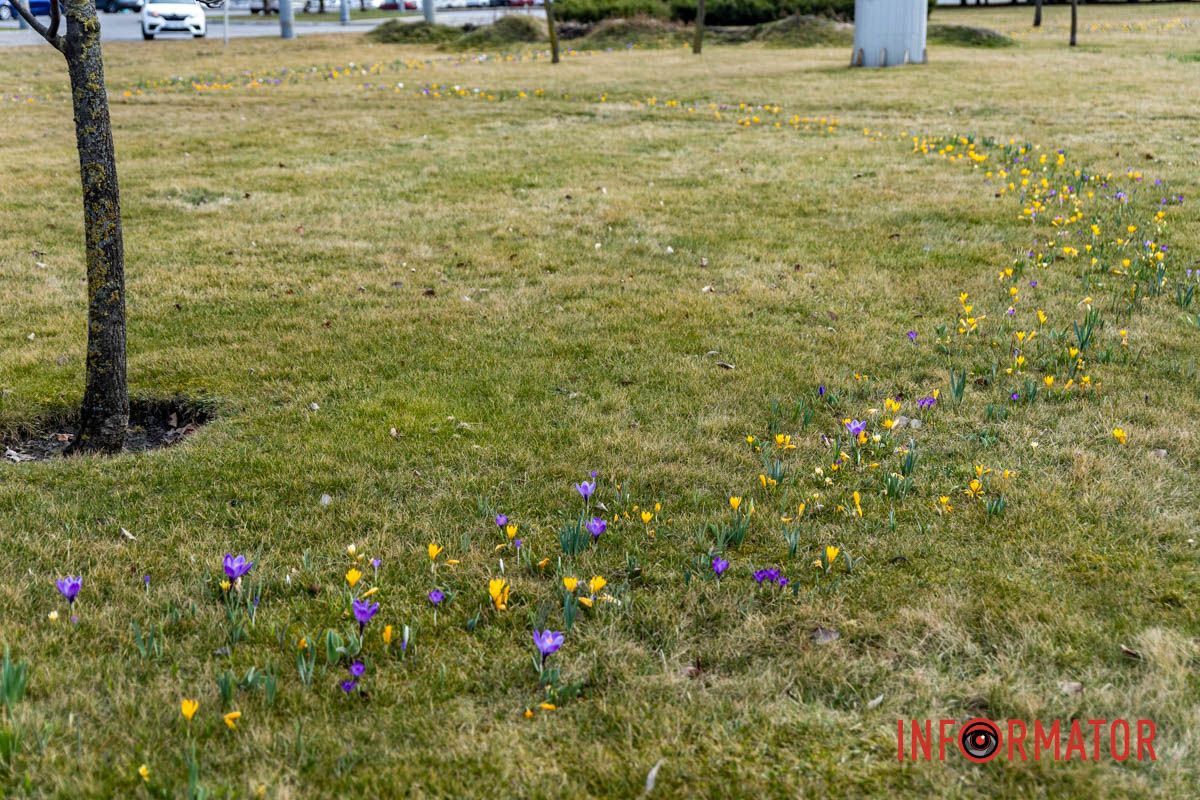 Цветной ковер среди города: в Днепре массово расцвели крокусы 14