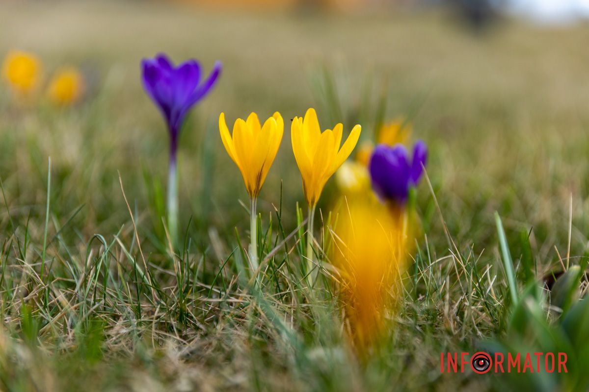 Цветной ковер среди города: в Днепре массово расцвели крокусы 15