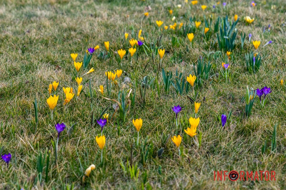 Цветной ковер среди города: в Днепре массово расцвели крокусы 16