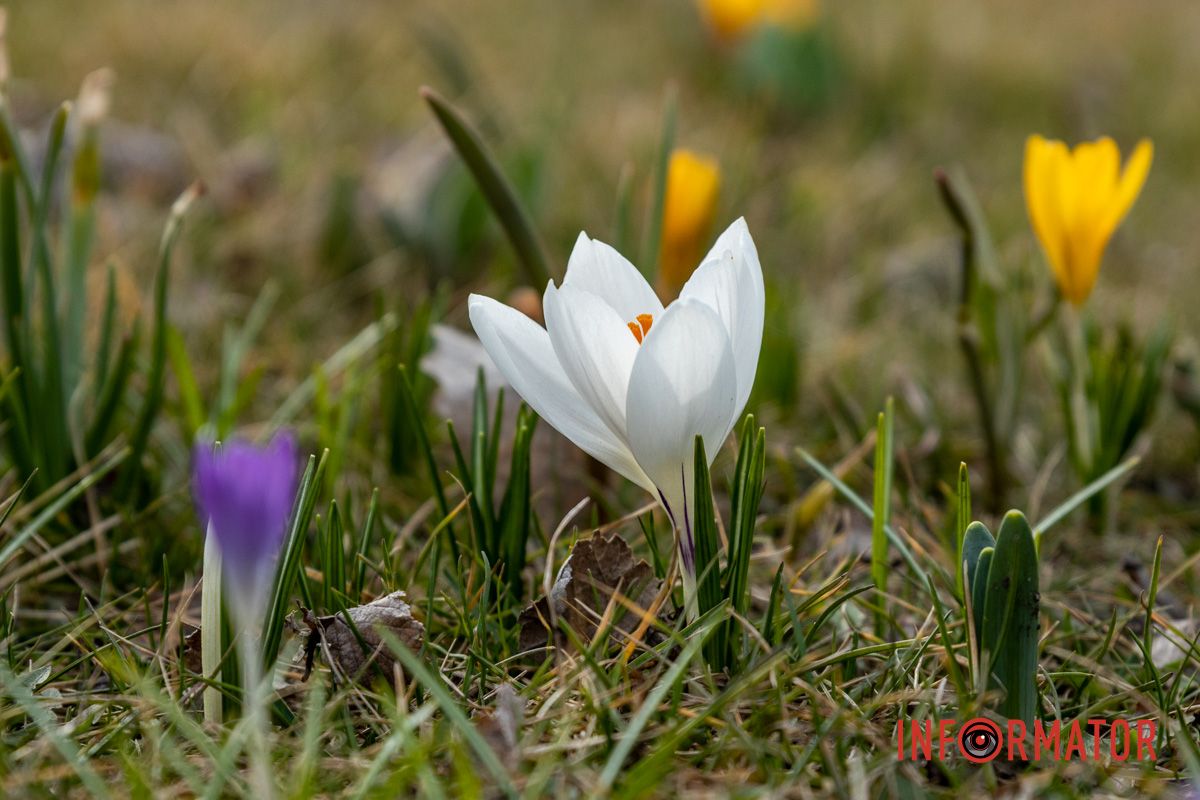 Цветной ковер среди города: в Днепре массово расцвели крокусы 17