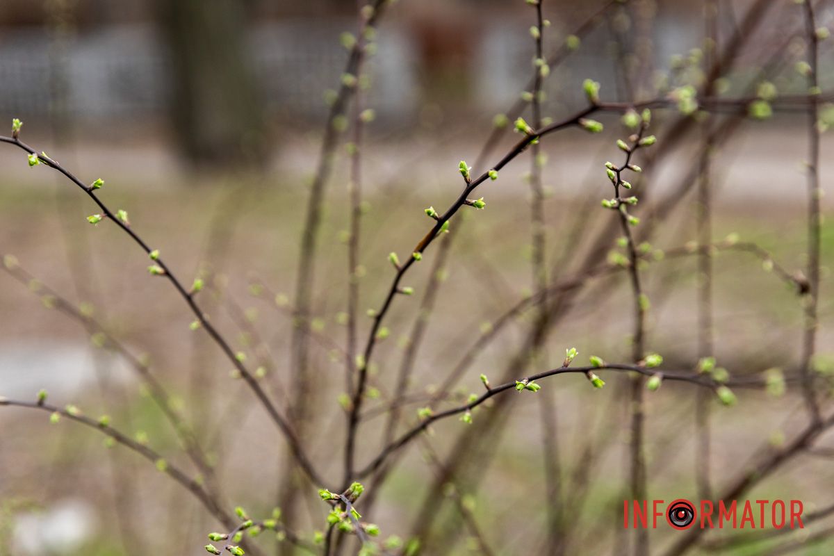 Цветной ковер среди города: в Днепре массово расцвели крокусы 18