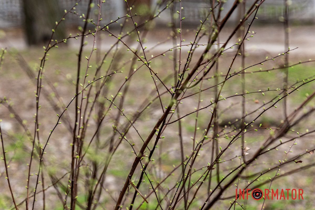 Цветной ковер среди города: в Днепре массово расцвели крокусы 19